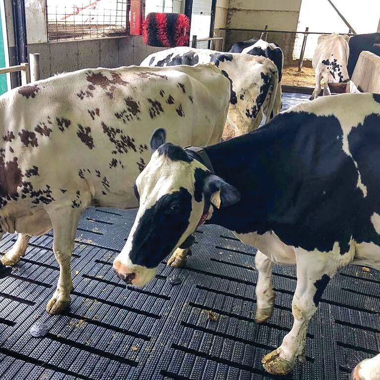 AgriComfort_DRI_SlatMat_Cows-e1753152108657.jpeg
